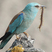 European Roller